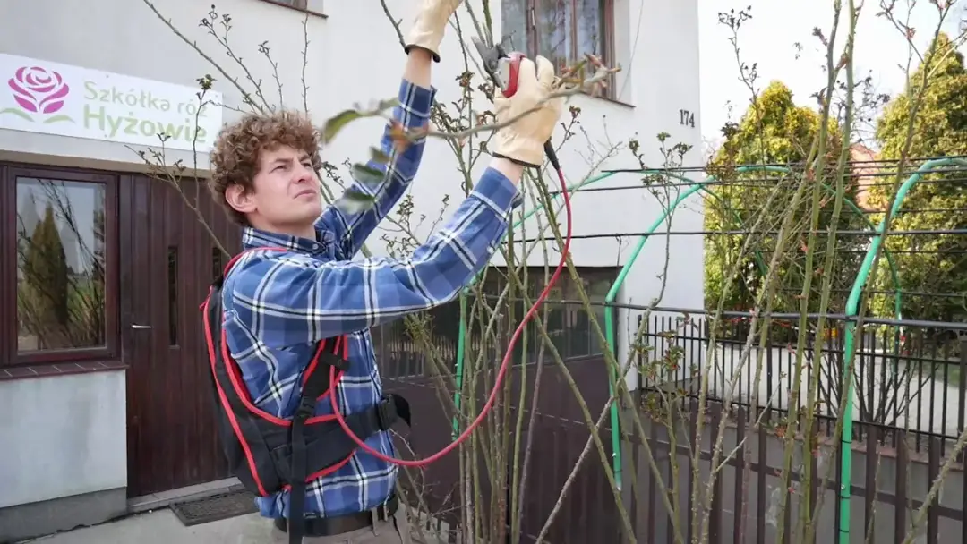 Jak i kiedy przycinać róże pnące, by uniknąć błędów i cieszyć się pięknem