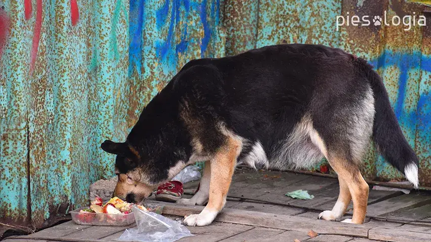 Skuteczne sposoby jak oduczyć psa jedzenia śmieci: 5 sprawdzonych metod