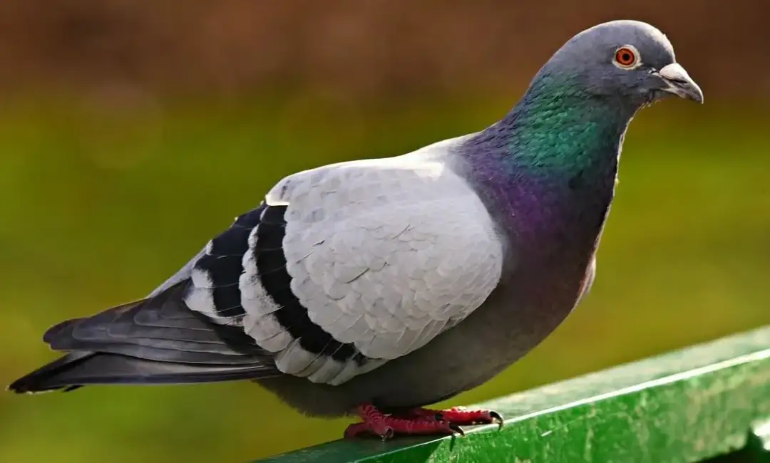 Co oznacza gołąb na parapecie? Symbolika i przesądy, które zaskakują