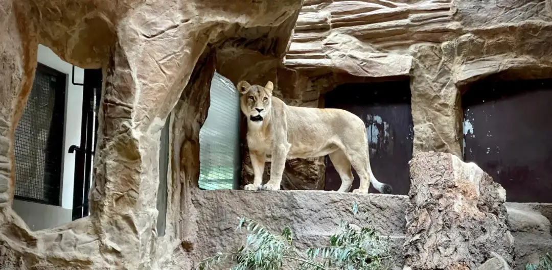 Czy lwy są zagrożone wyginięciem? Przyczyny, skutki i jak je chronić