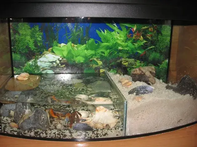 Kompletny poradnik jak urządzić akwarium dla kraba - wszystko co musisz wiedzieć