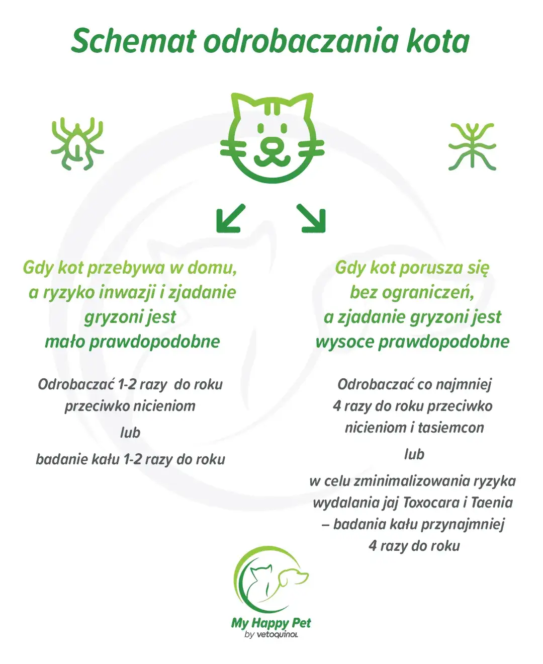 Jak często odrobaczać kota, by uniknąć problemów zdrowotnych?