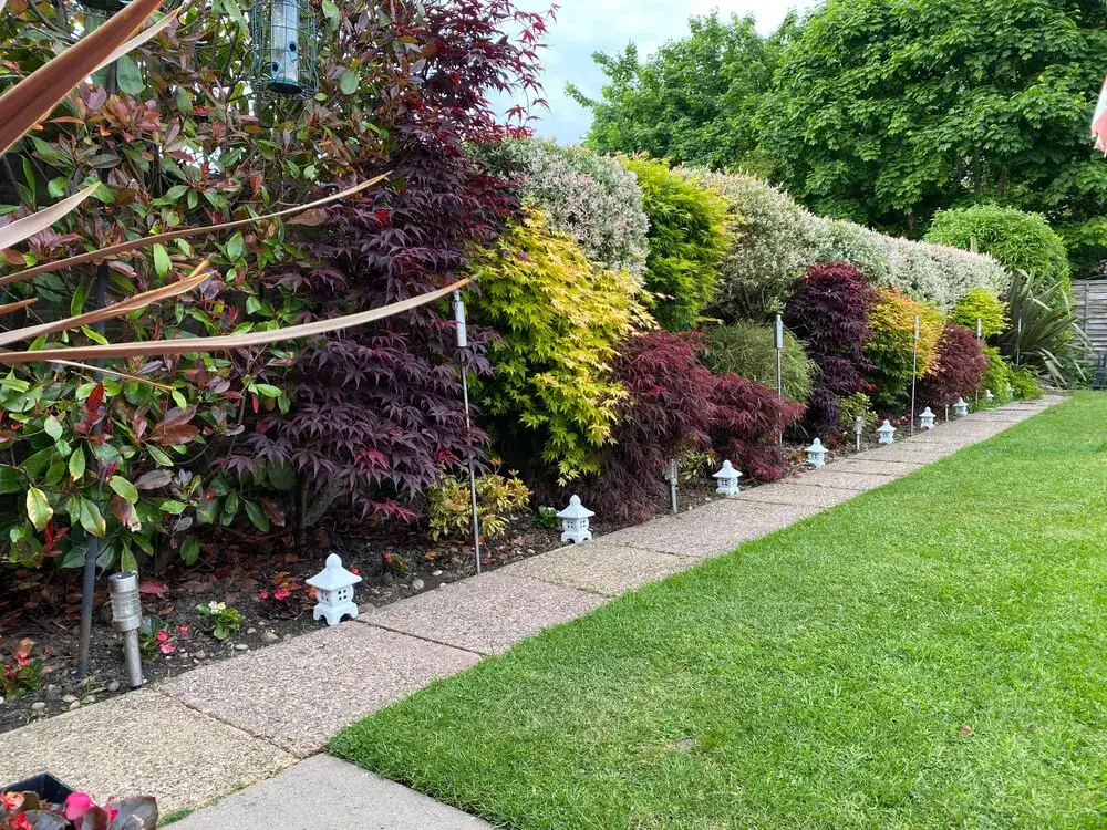 Jakie drzewa ozdobne do ogrodu? Wybierz najpiękniejsze gatunki dla siebie