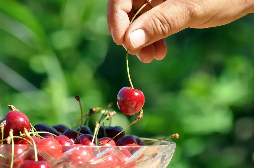 Kiedy opryskiwać czereśnie, aby skutecznie chronić je przed szkodnikami?