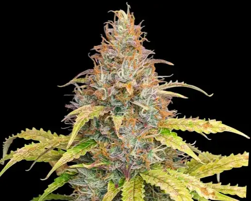 7 konopnych ciekawostek o odmianie Amnesia Haze, których mogłeś nie wiedzieć