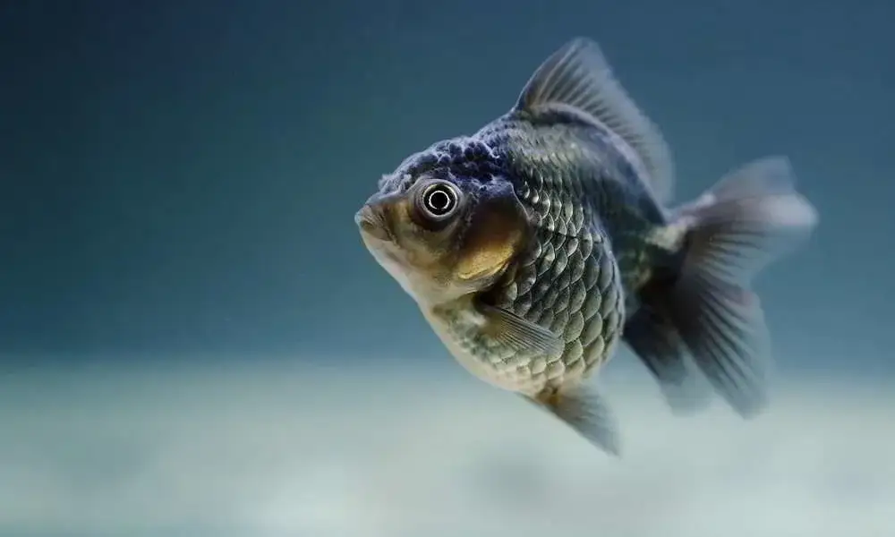 Jakie rybki na początek - łatwe w hodowli ryby dla nowicjuszy