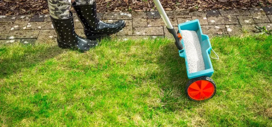 Kiedy siać nawozy na trawę, aby uzyskać zdrowy i piękny trawnik