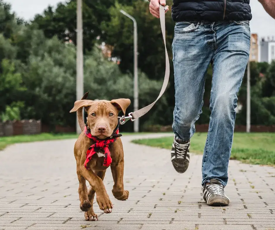 Jak często wychodzić ze szczeniakiem? Kluczowe zasady spacerów dla zdrowia pupila
