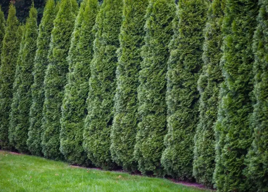 Jakie tuje na żywopłot wybrać? Najlepsze odmiany, pielęgnacja i częste błędy