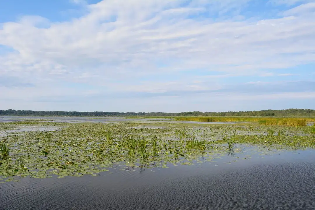 Wędkowanie na jeziorze Drużno: Odkryj zasady i najlepsze metody
