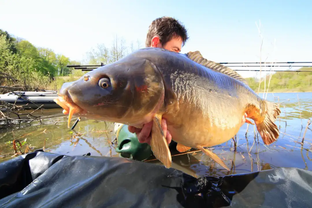 Der beste Köder für Karpfen: So fängst du garantiert mehr Fische