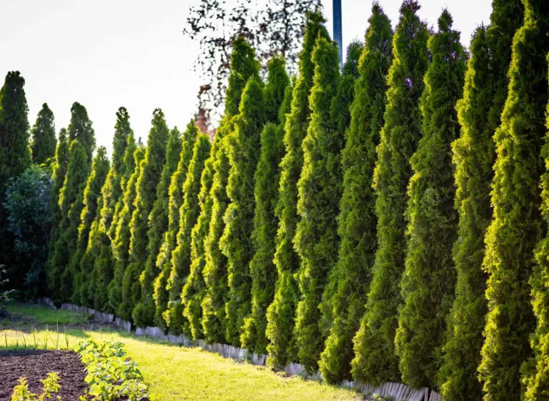 Jak długo rosną tuje? Odkryj ich zaskakujący tempo wzrostu