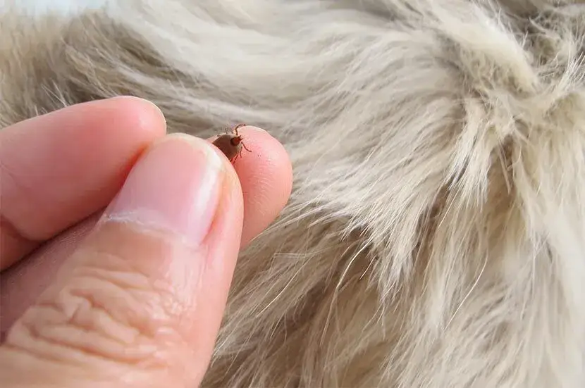 Jak wyciągnąć kleszcza u psa - bezpieczne metody i porady zdrowotne