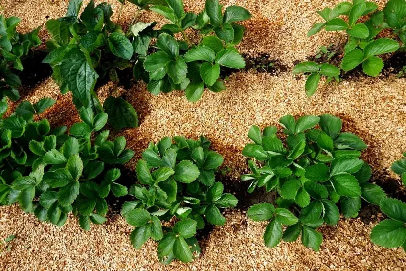 Jak wykorzystać trociny w ogrodzie, aby poprawić jakość gleby i roślin