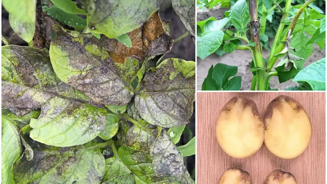 Skuteczne opryskiwanie ziemniaków na zarazę: poznaj najlepsze terminy i środki