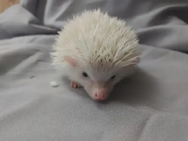 Biały jeż w domu: wszystko co musisz wiedzieć przed zakupem pupila