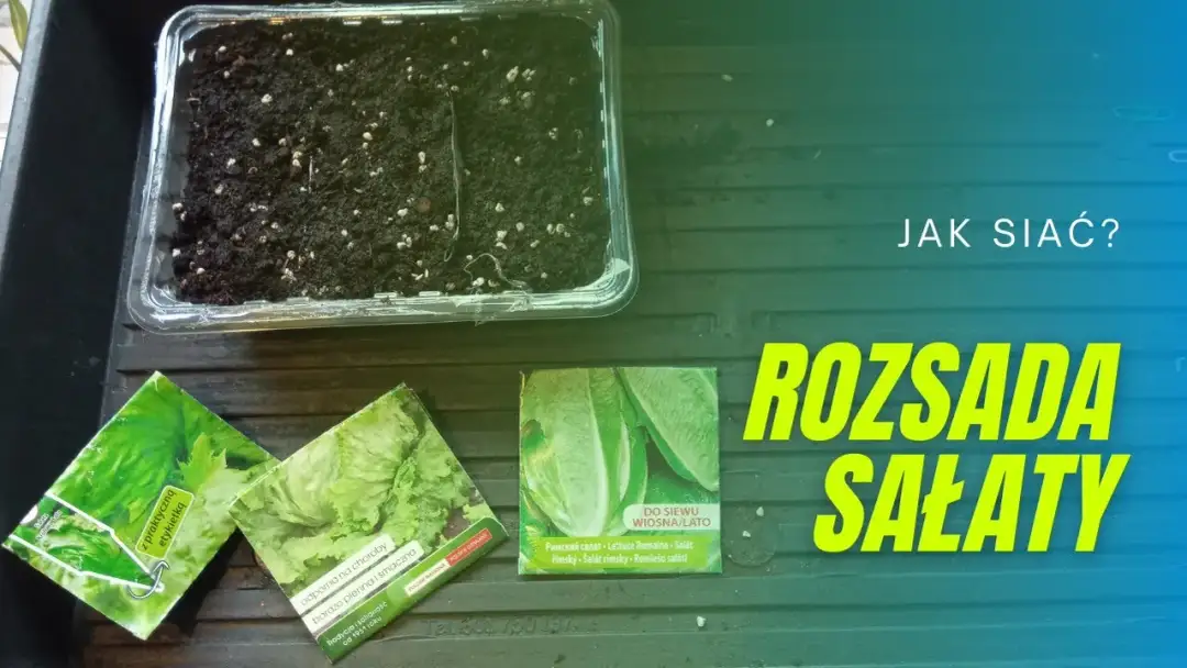 Jak siać sałatę na rozsadę - uniknij najczęstszych błędów