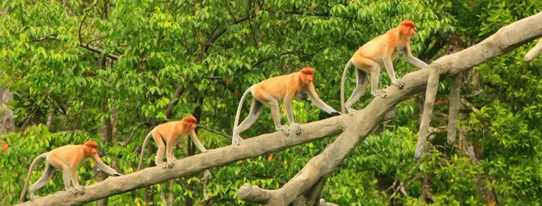 Najlepsze atrakcje w Malezji, które musisz zobaczyć podczas podróży