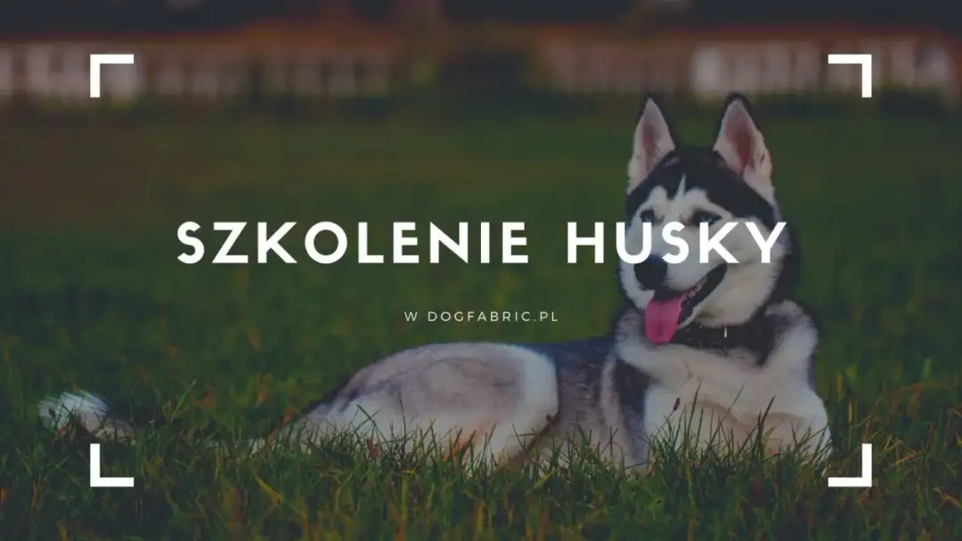 Jak wychować husky? Praktyczne porady na szkolenie i opiekę nad energicznym psem