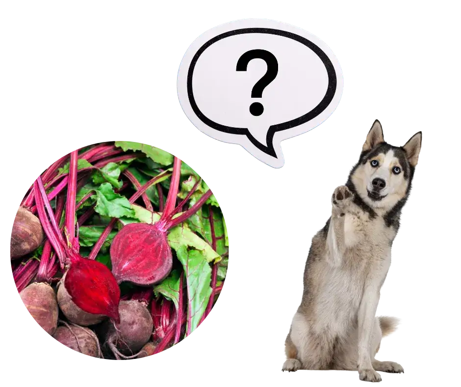 Czy pies może jeść buraki? Poznaj korzyści i zasady bezpiecznego podawania