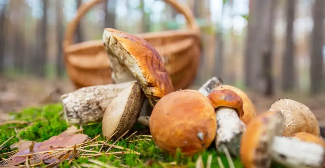 Gdzie na grzyby z noclegiem? Odkryj najlepsze miejsca w Polsce