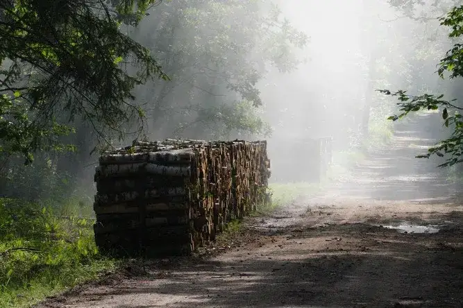 Skąd wziąć drewno na ognisko? Sprawdź najlepsze źródła i porady