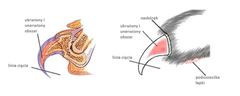 Czy kotom obcina się paznokcie? Jak to zrobić bezpiecznie i dlaczego warto