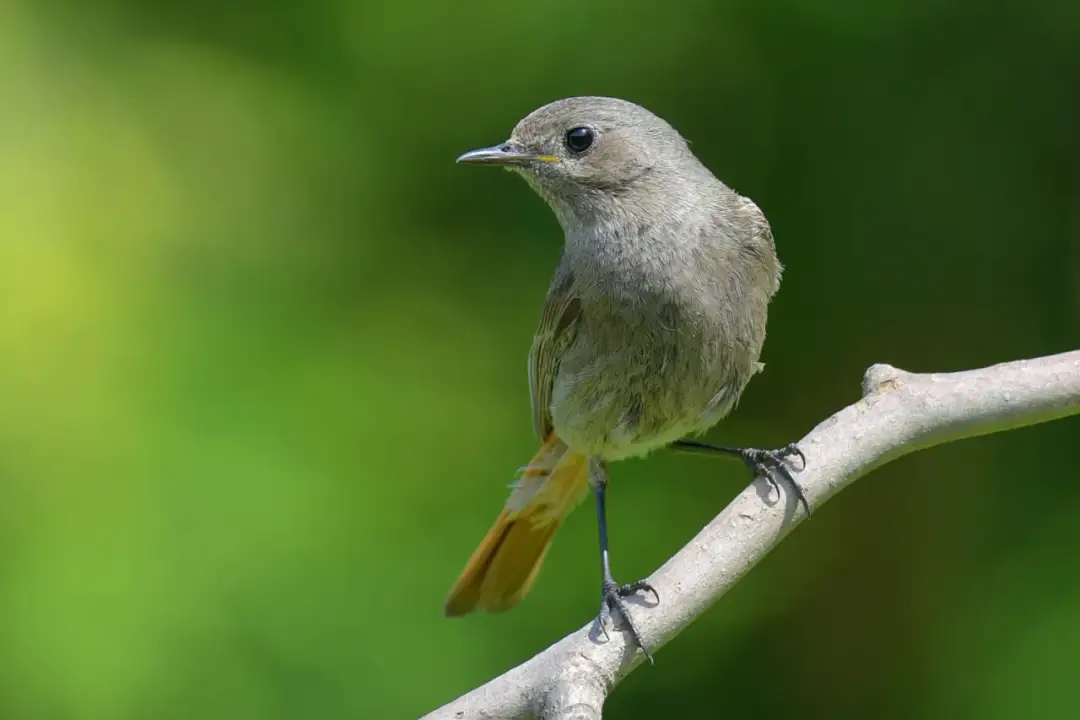 Jaki aparat do fotografowania zwierząt? Oto kluczowe cechy, które musisz znać
