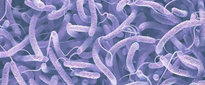 Clostridium difficile: Groźna bakteria jelitowa? Fakty i mity