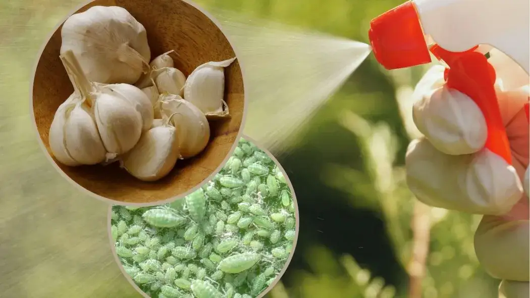 Skuteczne sposoby czym opryskiwać czosnek - naturalna ochrona przed szkodnikami