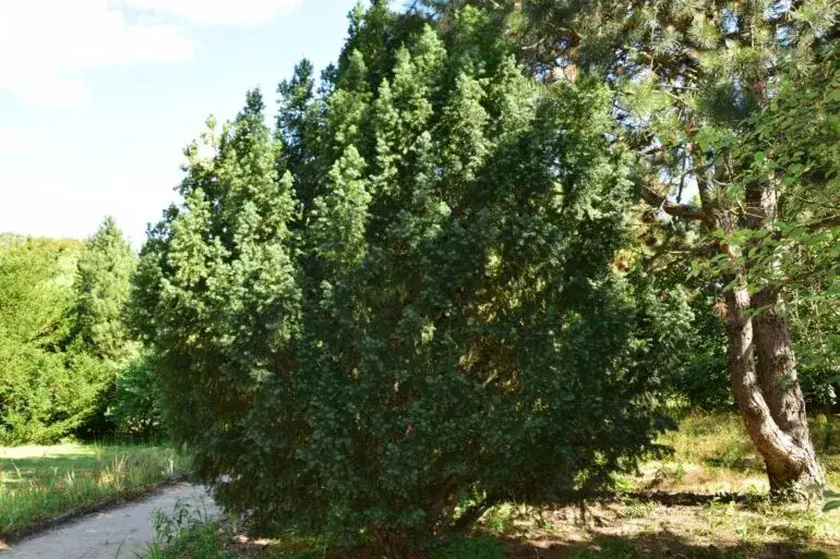 Kiedy sadzić cisy na żywopłot, aby uniknąć błędów w ogrodzie