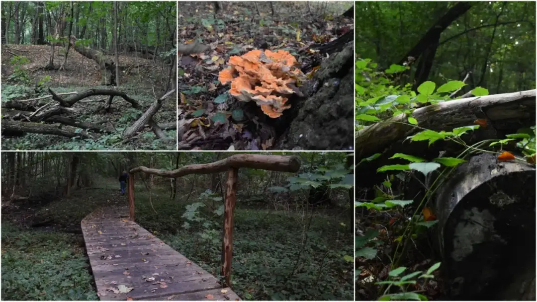 Rezerwat przyrody Debrza: Odkryj nieznane skarby i atrakcje natury