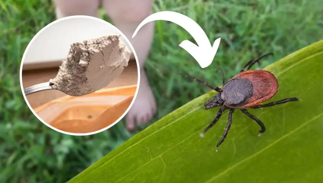 Skuteczne sposoby na kleszcze w ogrodzie – jak chronić siebie i rodzinę