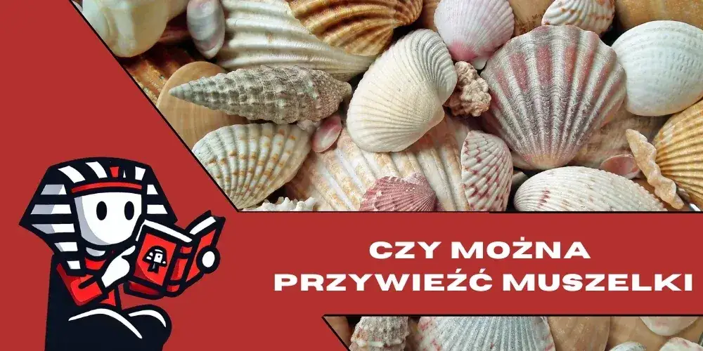 Jak przewieźć muszle z Egiptu, aby nie narazić się na kary?