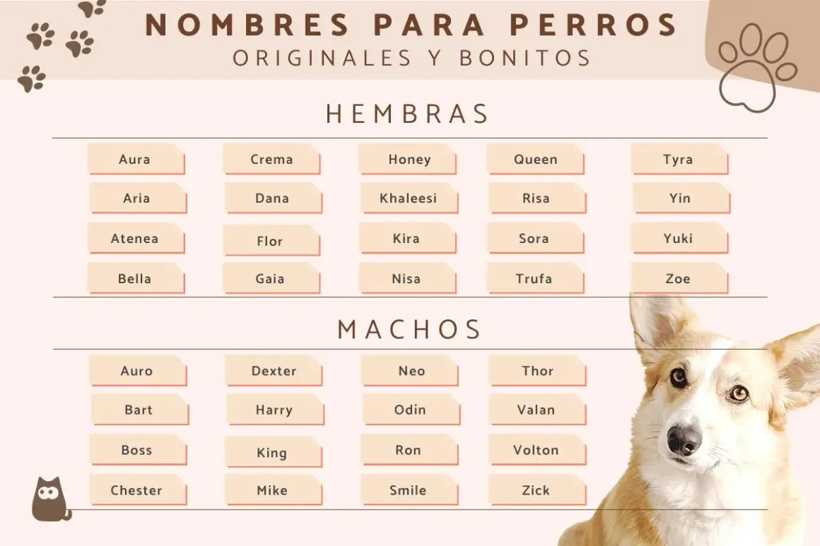 Lista de nombres para perros, con opciones graciosas y originales para hembras y machos. ¡Encuentra el nombre perfecto para tu peludo!