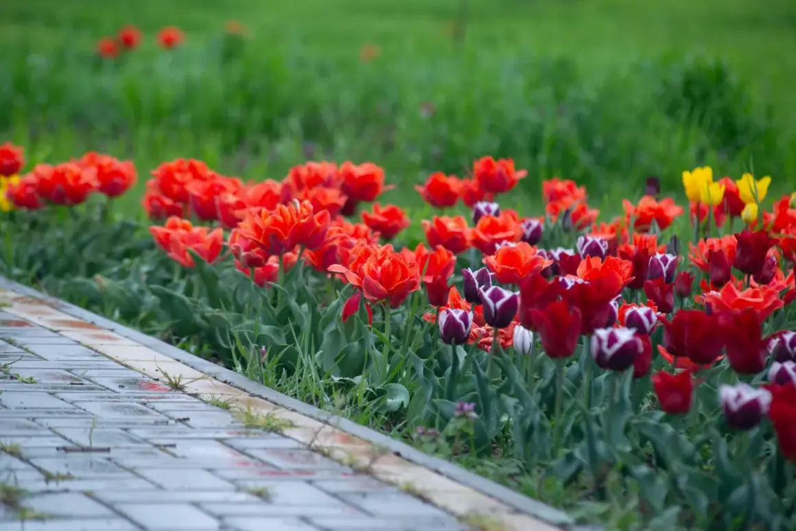 Kolorowe tulipany kwitnące przy chodniku. Warto wiedzieć, kiedy sadzić tulipany w doniczkach, by cieszyć się ich widokiem.