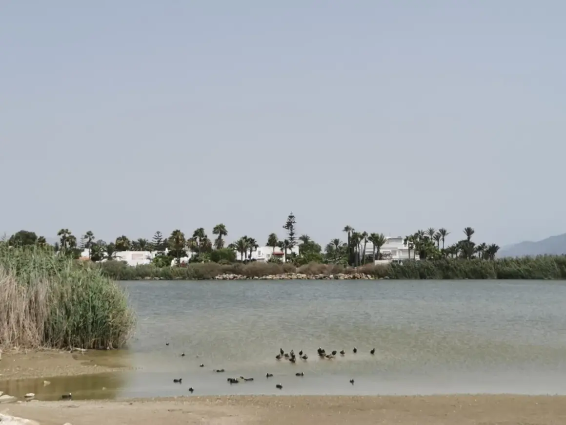 Patos nadan en la serena laguna de Vera, con palmeras y casas blancas al fondo.