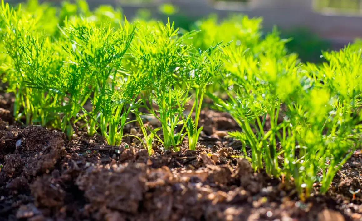 Junge Dillpflanzen wachsen im Sonnenlicht. Das Vorziehen von Dill im Garten ist ein schöner Anblick.