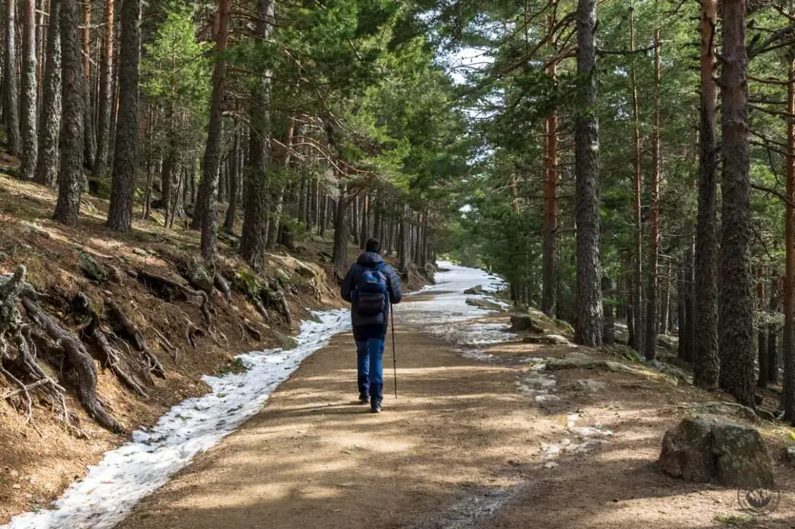 Senderismo en el puerto de Cotos, un camino entre pinos con nieve a los lados.