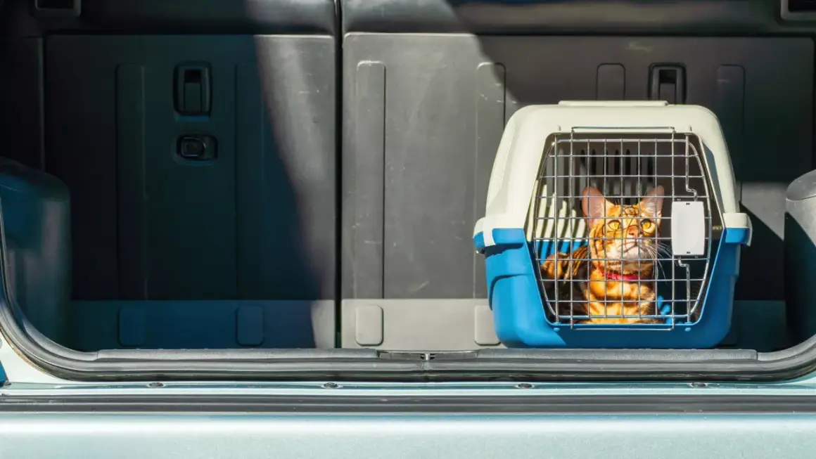 Un chat Bengal dans sa cage de transport, prêt pour le transport animaux voiture.
