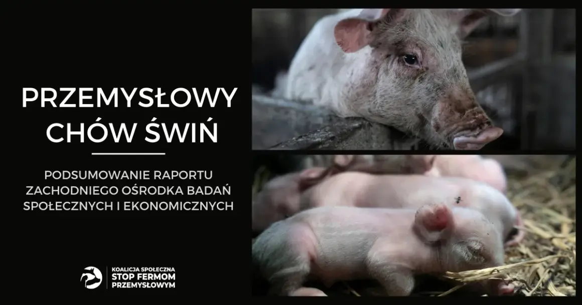 Hodowla świń jak się nazywa - poznaj właściwe terminy i znaczenie