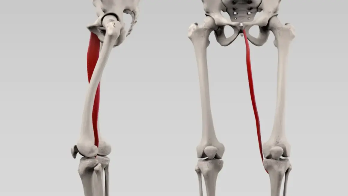 Der musculus gracilis, ein dünner Muskel am Oberschenkel, wird rot hervorgehoben, der vom Becken zum Knie verläuft.