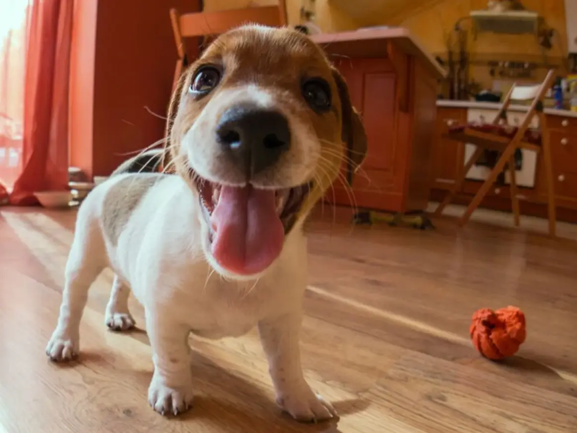 Szczeniak rasy jack russell terrier, mały pies myśliwski, z językiem na wierzchu, gotowy do zabawy.