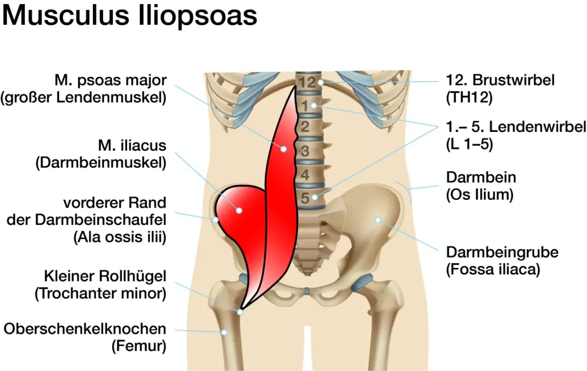 Der Iliopsoas-Muskel, bestehend aus M. psoas major und M. iliacus, ist rot dargestellt. Er entspringt an den Lendenwirbeln und dem Darmbein und setzt am Oberschenkel an.