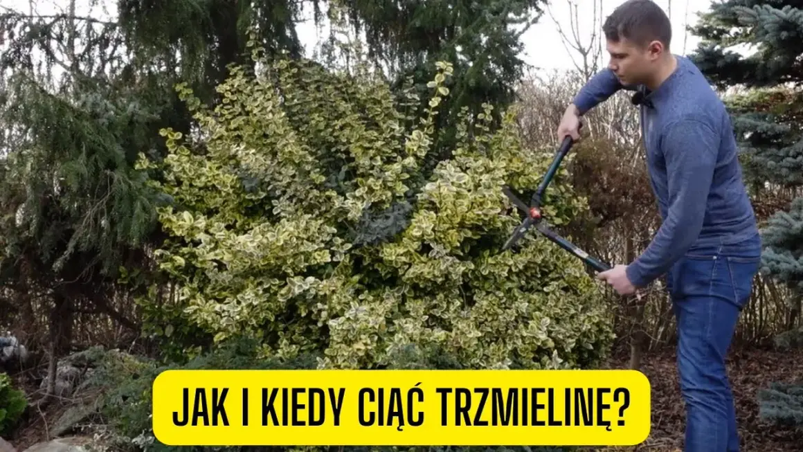 Jak przycinać trzmielinę na pniu, by uniknąć błędów i uzyskać zdrowe rośliny