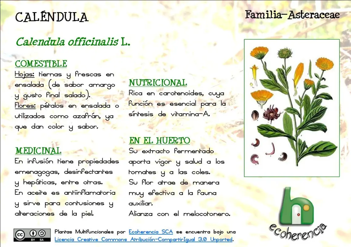 La caléndula sirve como alimento, es rica en nutrientes y medicinal. Sus pétalos dan color y sabor a ensaladas.