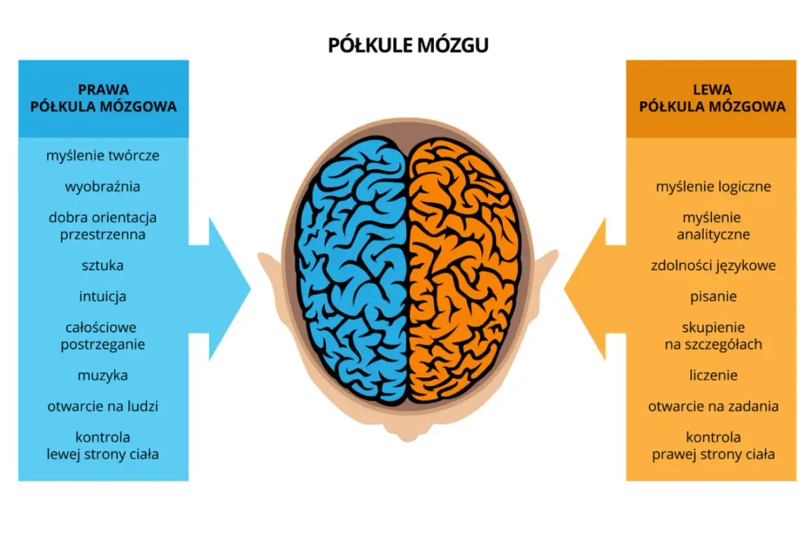 Ilustracja pokazuje podział mózgu na półkule i jak działa pamięć, przypisując funkcje lewej i prawej stronie.