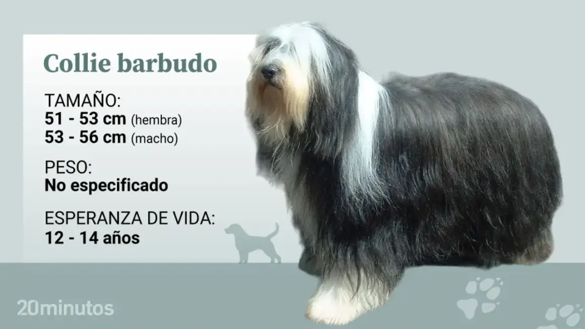 Un majestuoso collie barbudo, con su característico pelaje largo y denso, se muestra junto a datos sobre su tamaño y esperanza de vida.