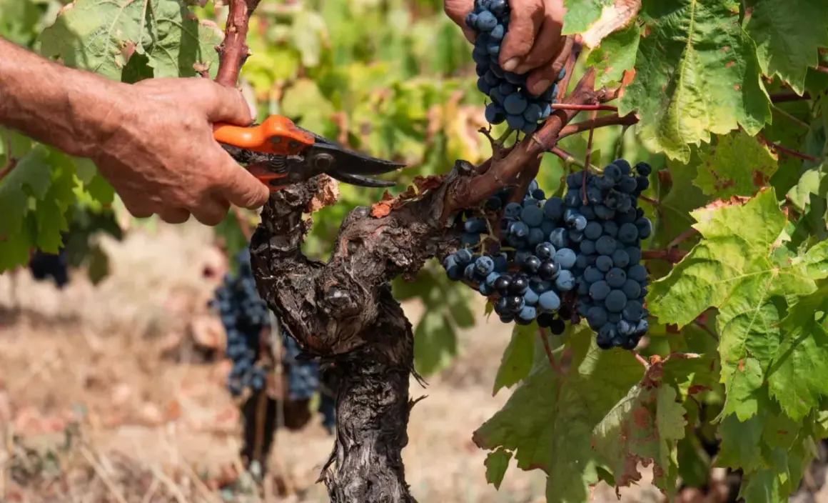 Mani esperte raccolgono grappoli di uva nera in un vigneto di Carignano del Sulcis.