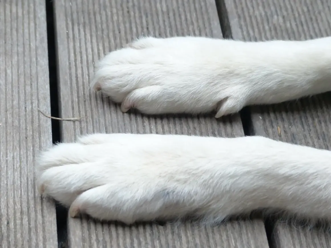 Dwie białe, puszyste łapy psa leżą na drewnianej desce. Zastanawiasz się, ile palców ma pies?